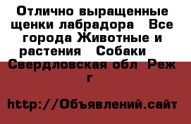 Отлично выращенные щенки лабрадора - Все города Животные и растения » Собаки   . Свердловская обл.,Реж г.